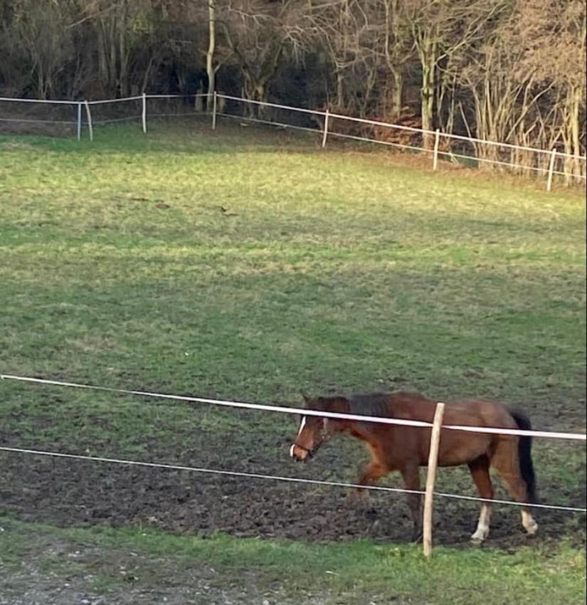 Le Ranch Des Aguesses Βίλα Andenne Εξωτερικό φωτογραφία