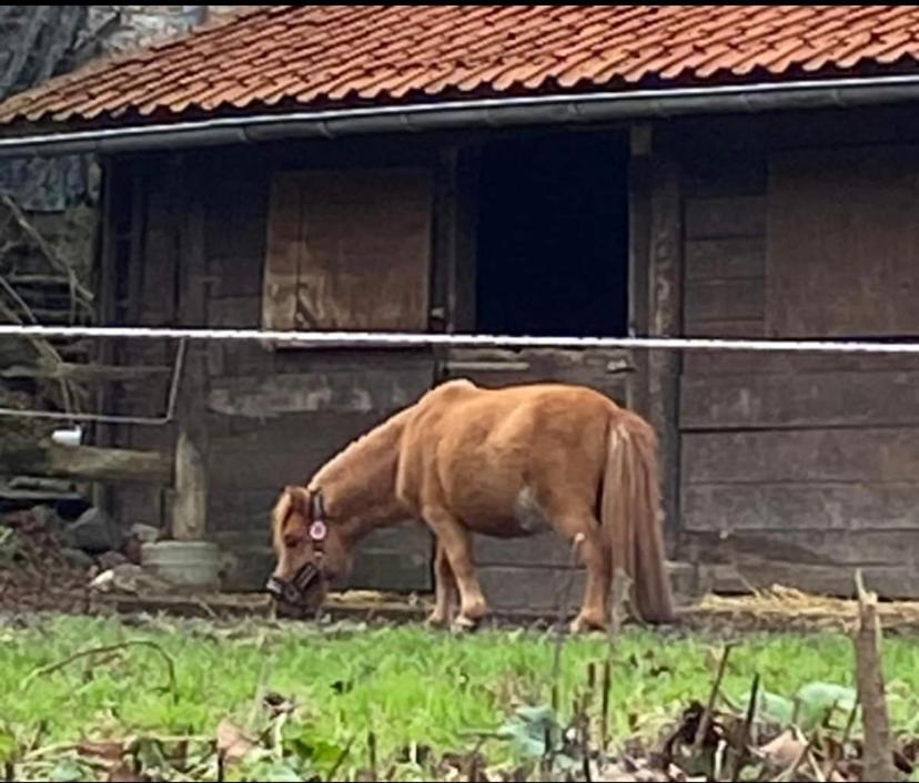 Le Ranch Des Aguesses Βίλα Andenne Εξωτερικό φωτογραφία